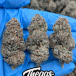 PURPLE PUNCH – AB59318