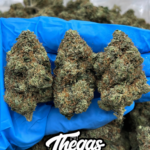 KHALIFA KUSH – AB86421